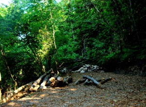 DSC_3898.NEF