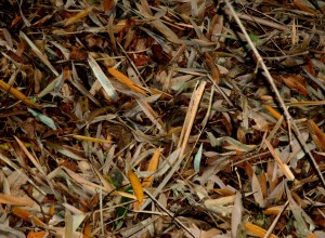 DSC_3909.NEF