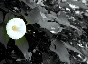 DSC_4483.NEF