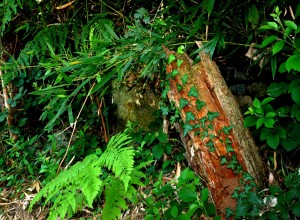 DSC_4672.NEF